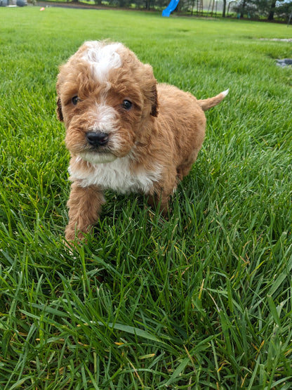 MINI GOLDENDOODLE (03/20) MALE