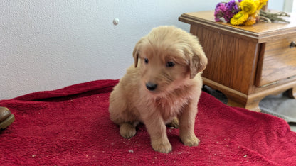 GOLDEN RETRIEVER (11/17) FEMALE