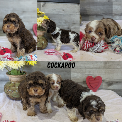 COCKAPOO (12/12) MALE