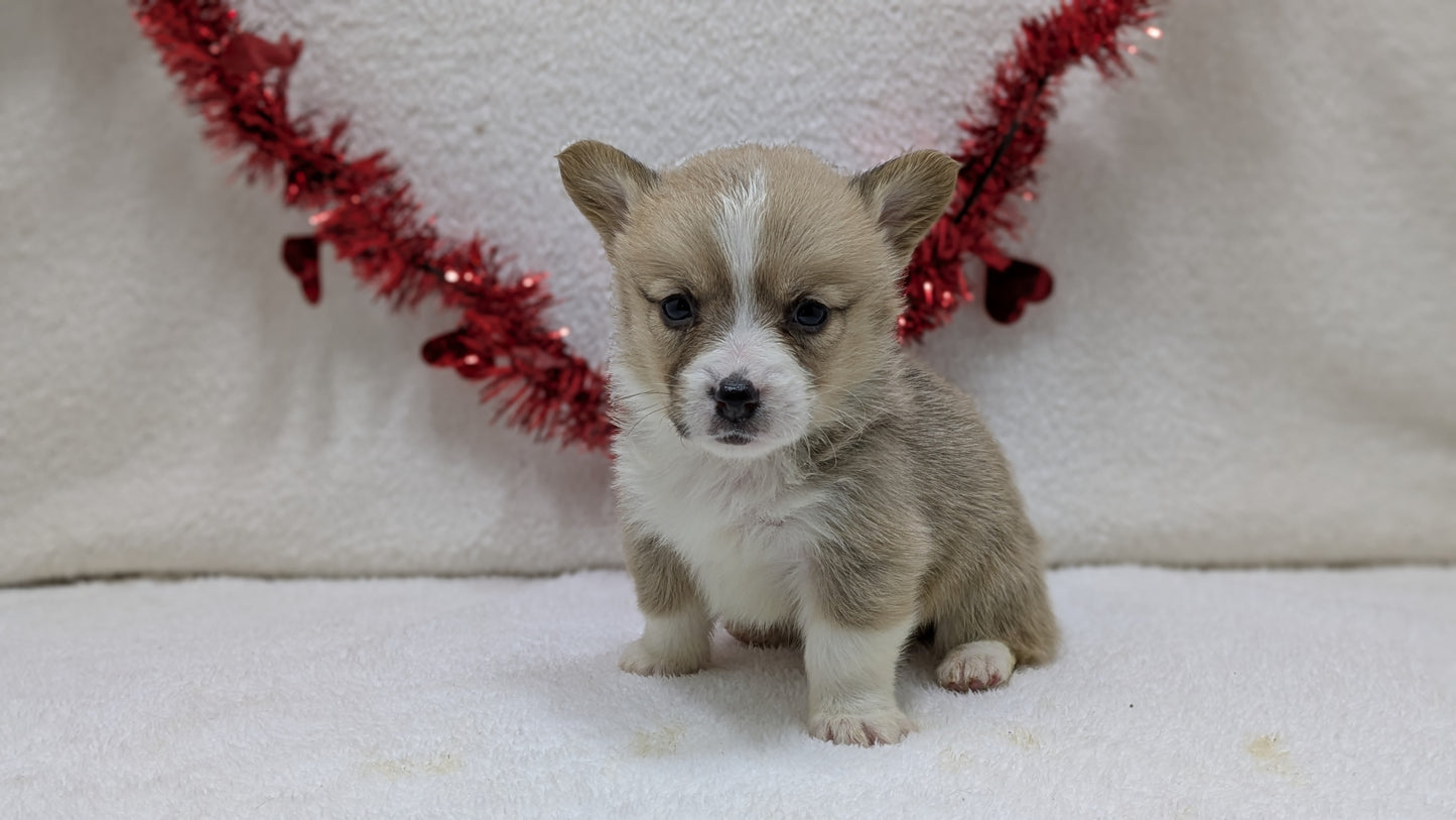 CORGI (12/19) MALE