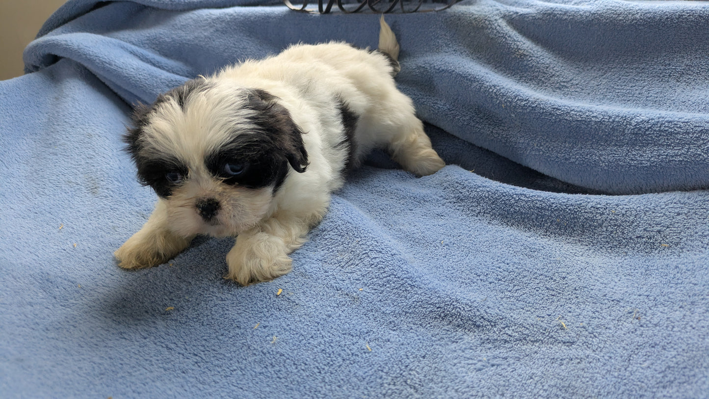 SHIH TZU (10/28) FEMALE