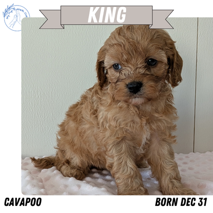 CAVAPOO (12/31) MALE