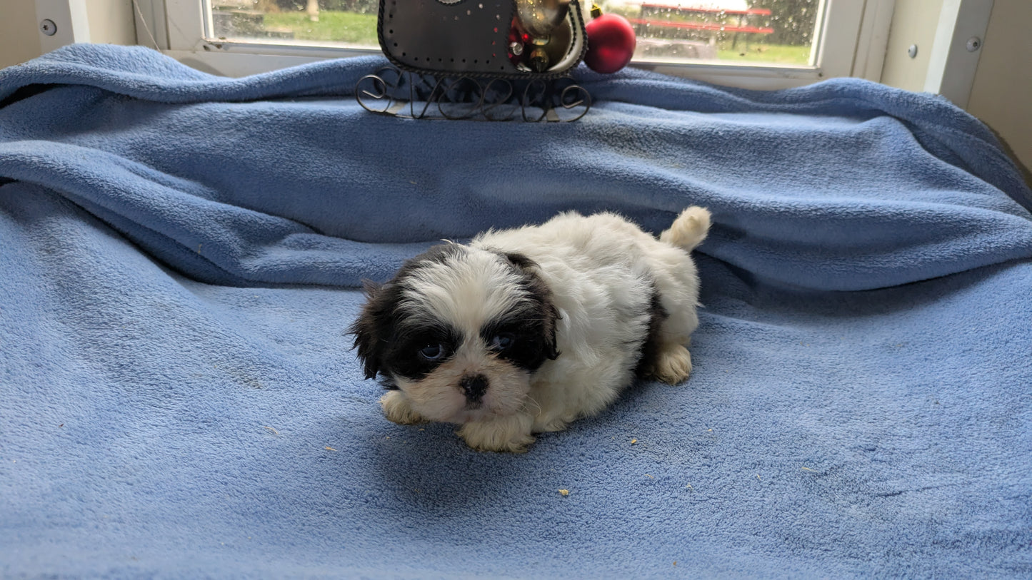 SHIH TZU (10/28) FEMALE