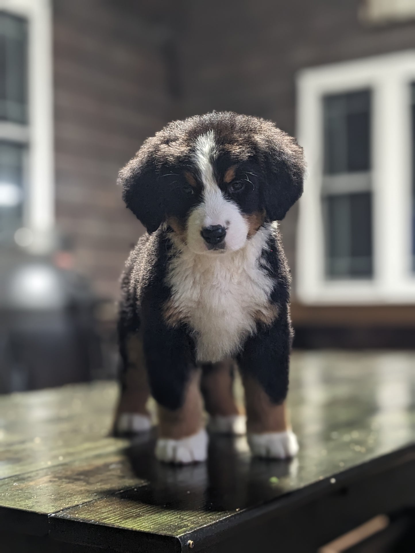 BERNESE MOUNTAIN DOG (03/21) FEMALE