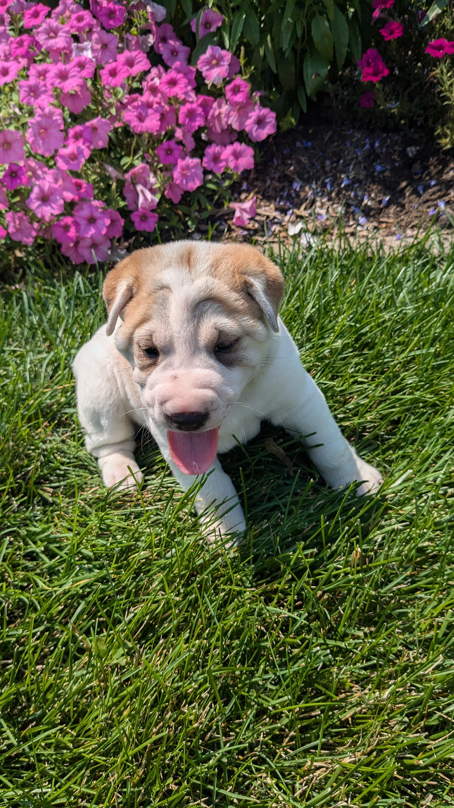 SHAR-PEI CROSS (06-30) FEMALE