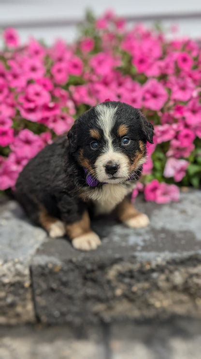 BERNESE MOUNTAIN DOG (06/05) FEMALE