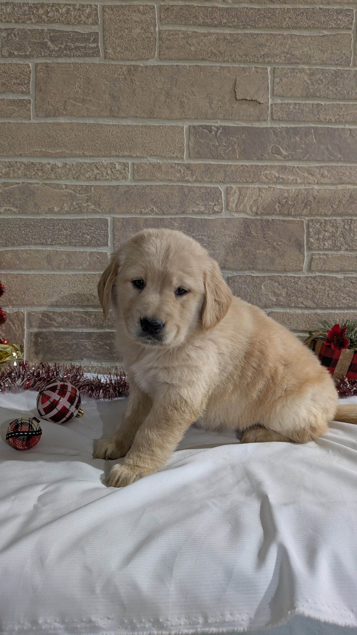 GOLDEN RETRIEVER (11/11) FEMALE