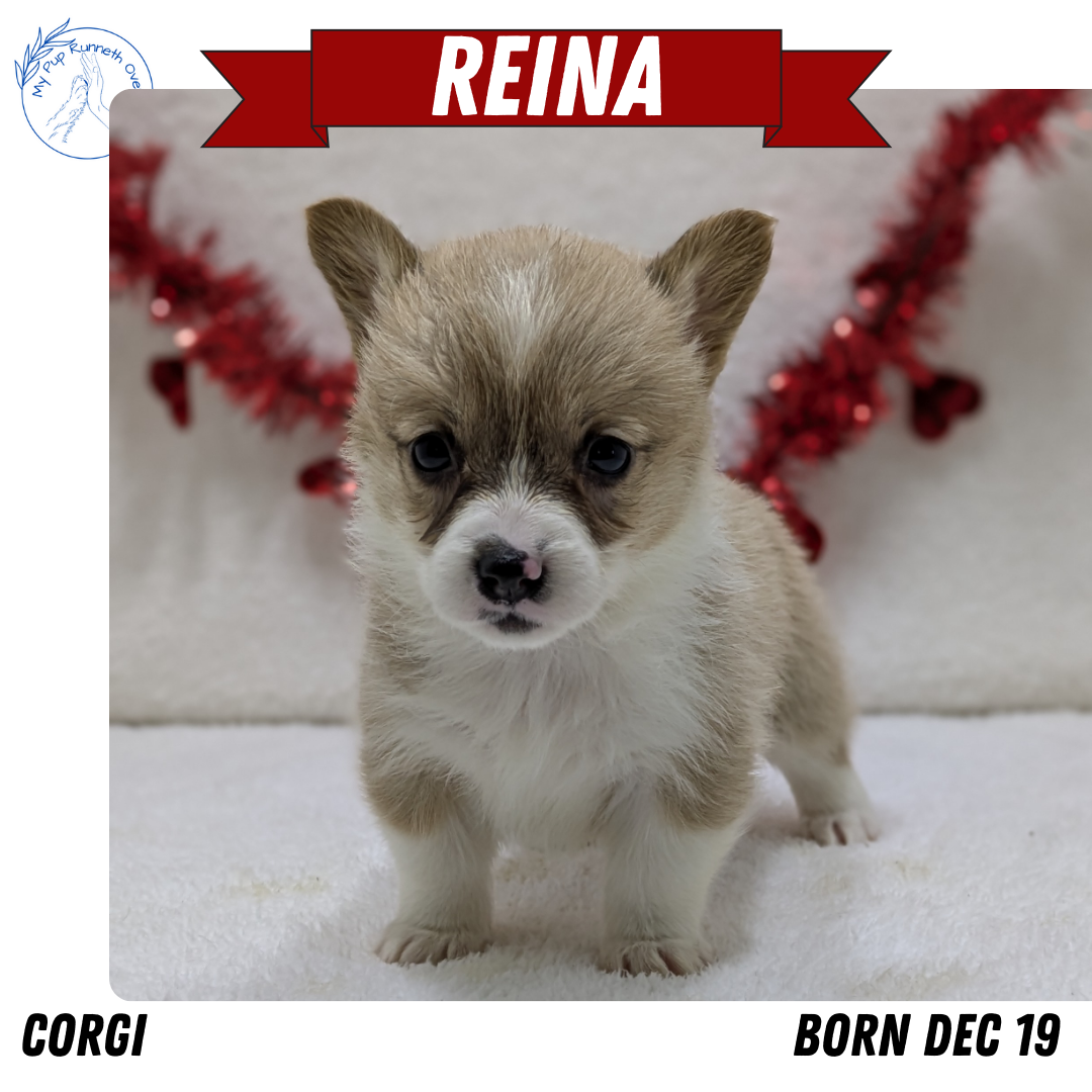 CORGI (12/19) FEMALE