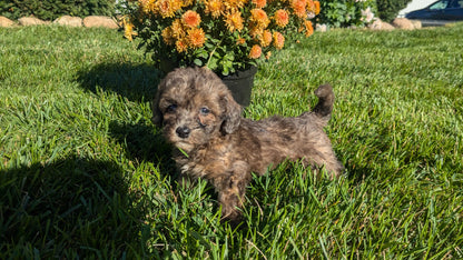 TOY POODLE (08/24) MALE