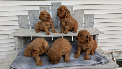 GOLDEN RETRIEVER (12/24) FEMALE