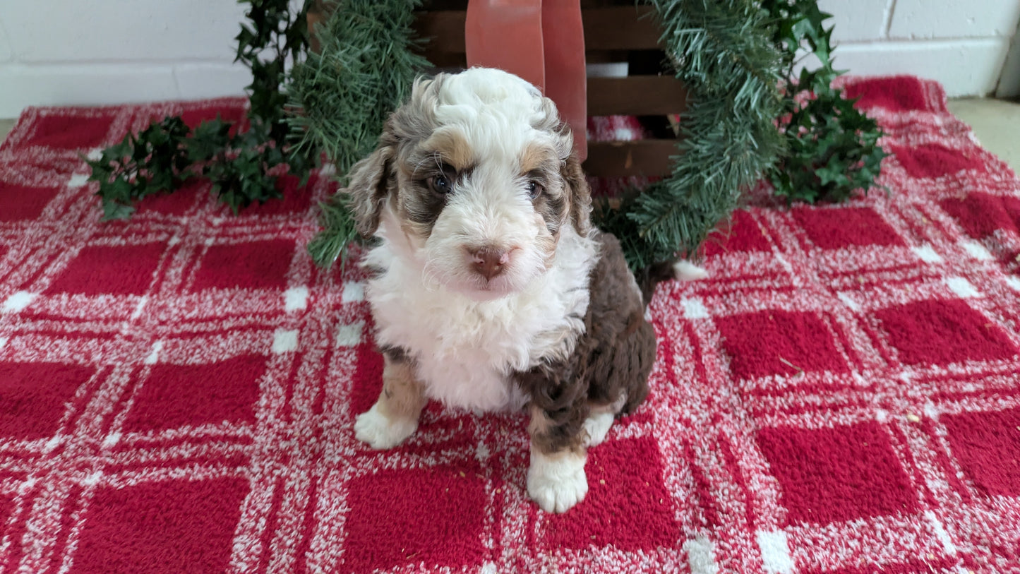 MINI BERNEDOODLE (11/07) FEMALE