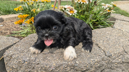 SHIH TZU (06/22) FEMALE