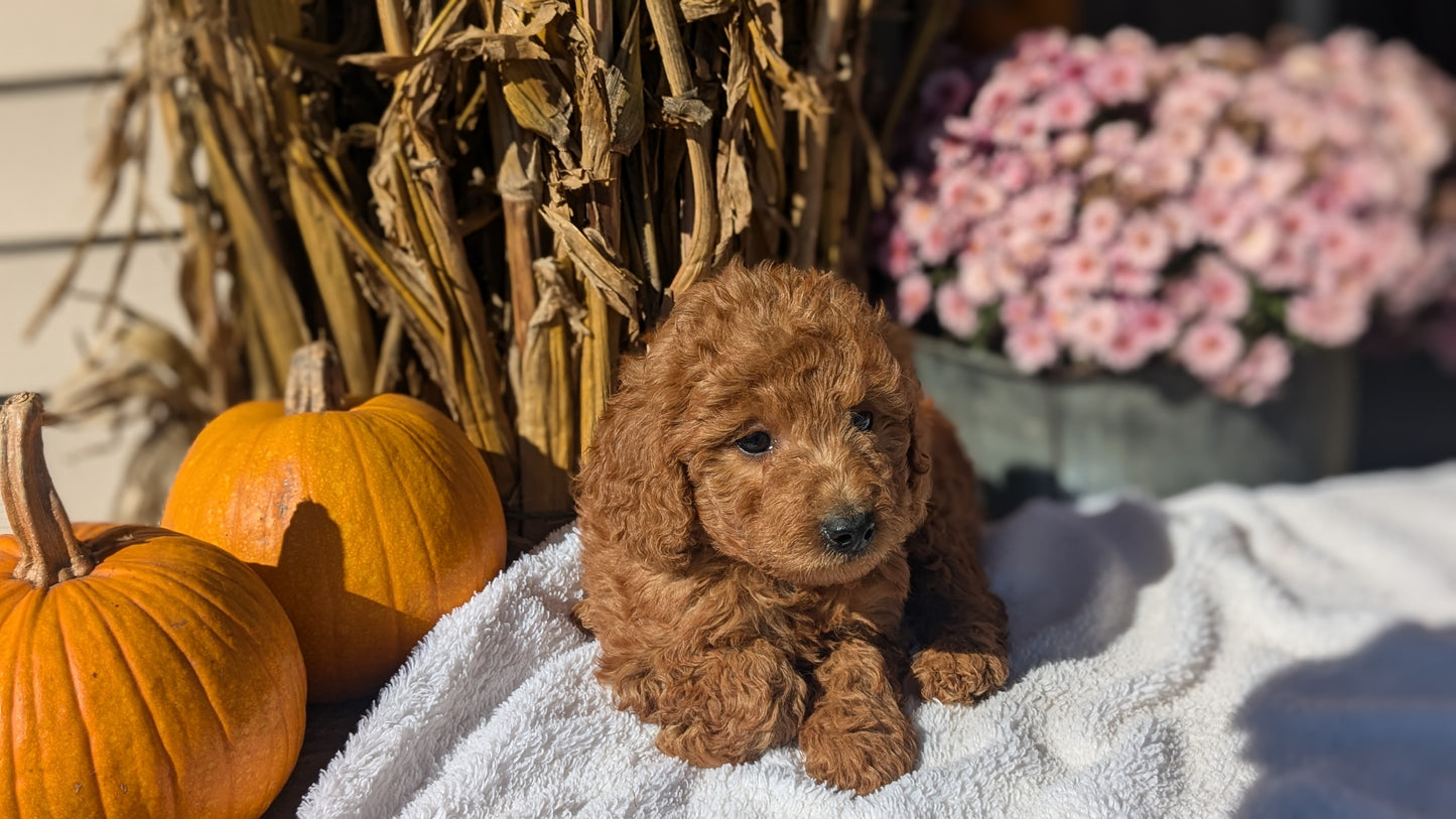 MINI POODLE (08/20) MALE