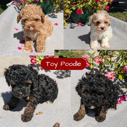 TOY POODLE (07/20) MALE