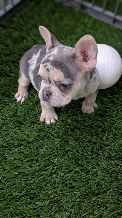 FRENCH BULLDOG (11/19) FEMALE