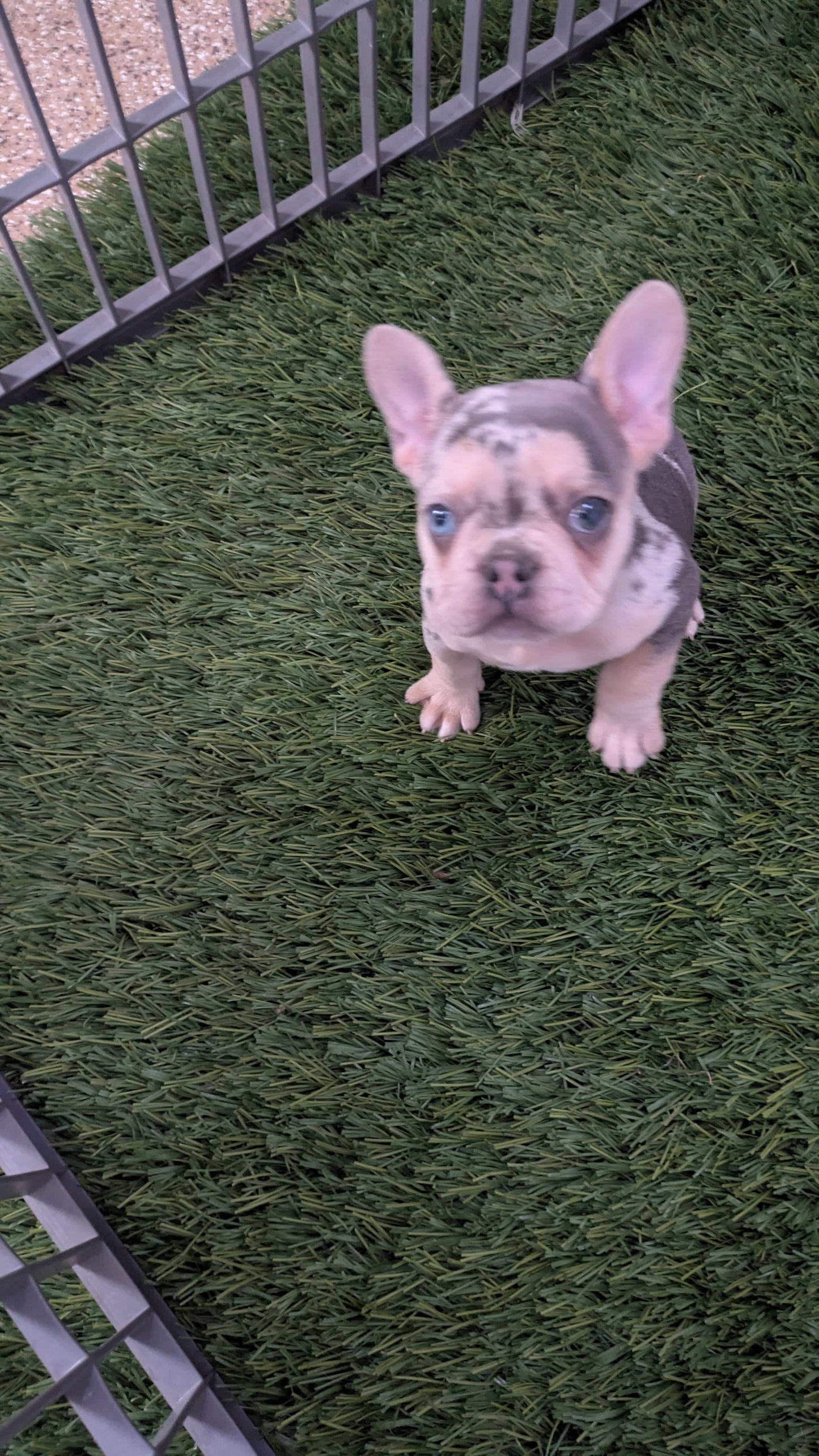 FRENCH BULLDOG (11/19) FEMALE