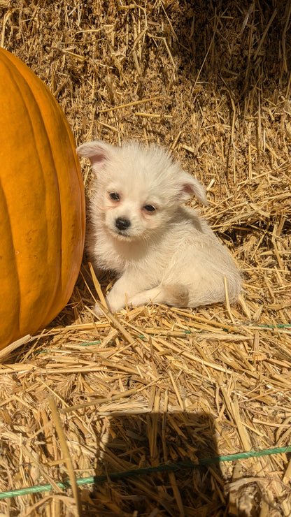 POMSKY-POO (08/13) FEMALE