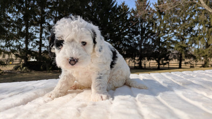 MINI BERNEDOODLE (02/03) FEMALE