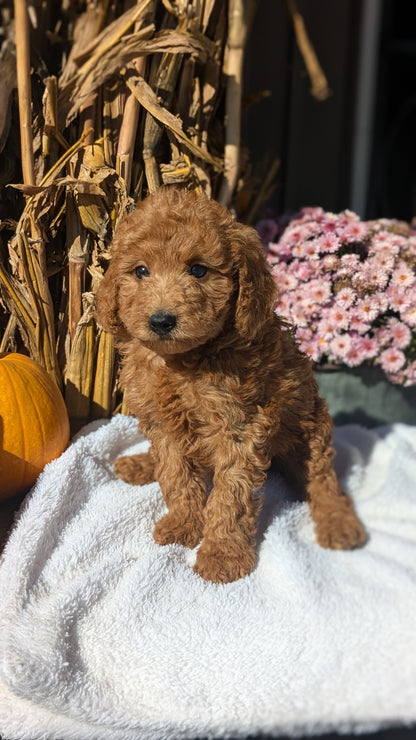 MINI POODLE (08/20) MALE