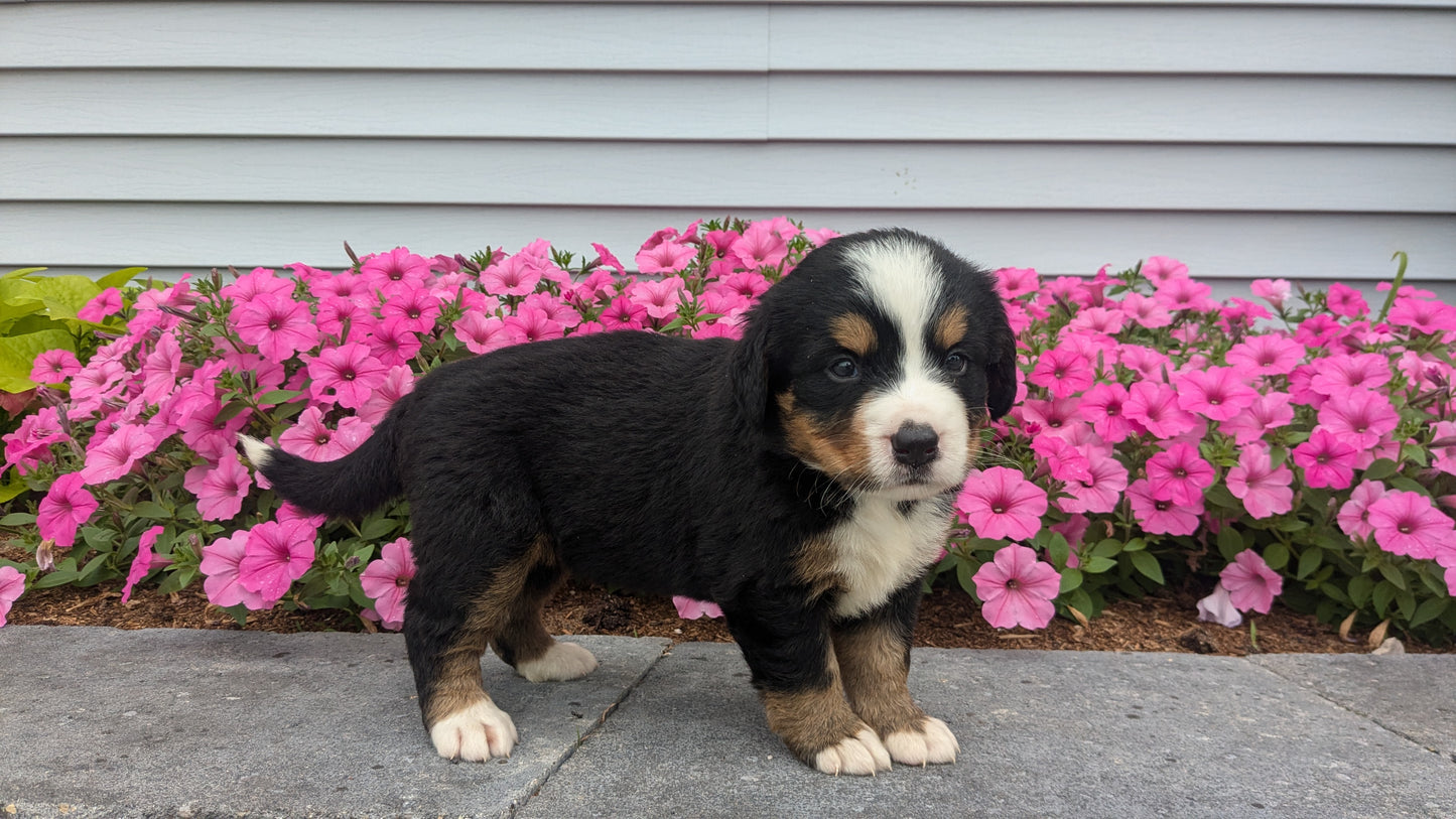 BERNESE MOUNTAIN DOG (06/03) FEMALE