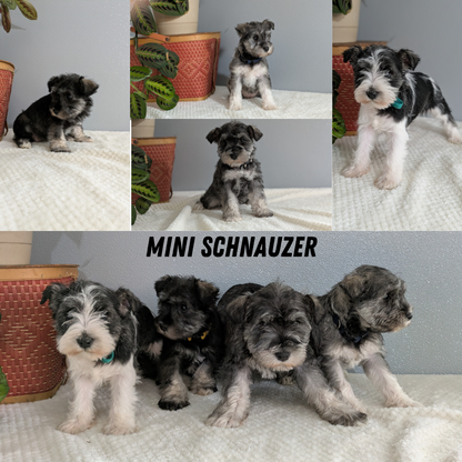 MINI SCHNAUZER (01/08) MALE