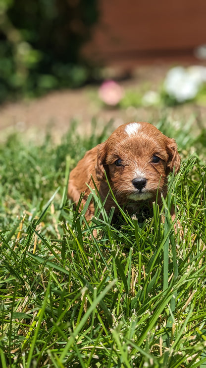 CAVAPOO (05/12) MALE