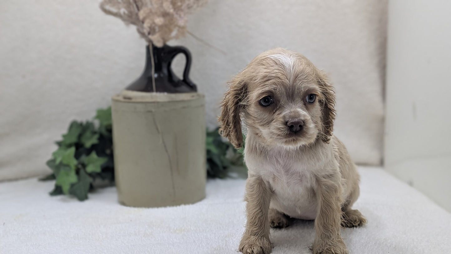 COCKER SPANIEL (12/18) FEMALE