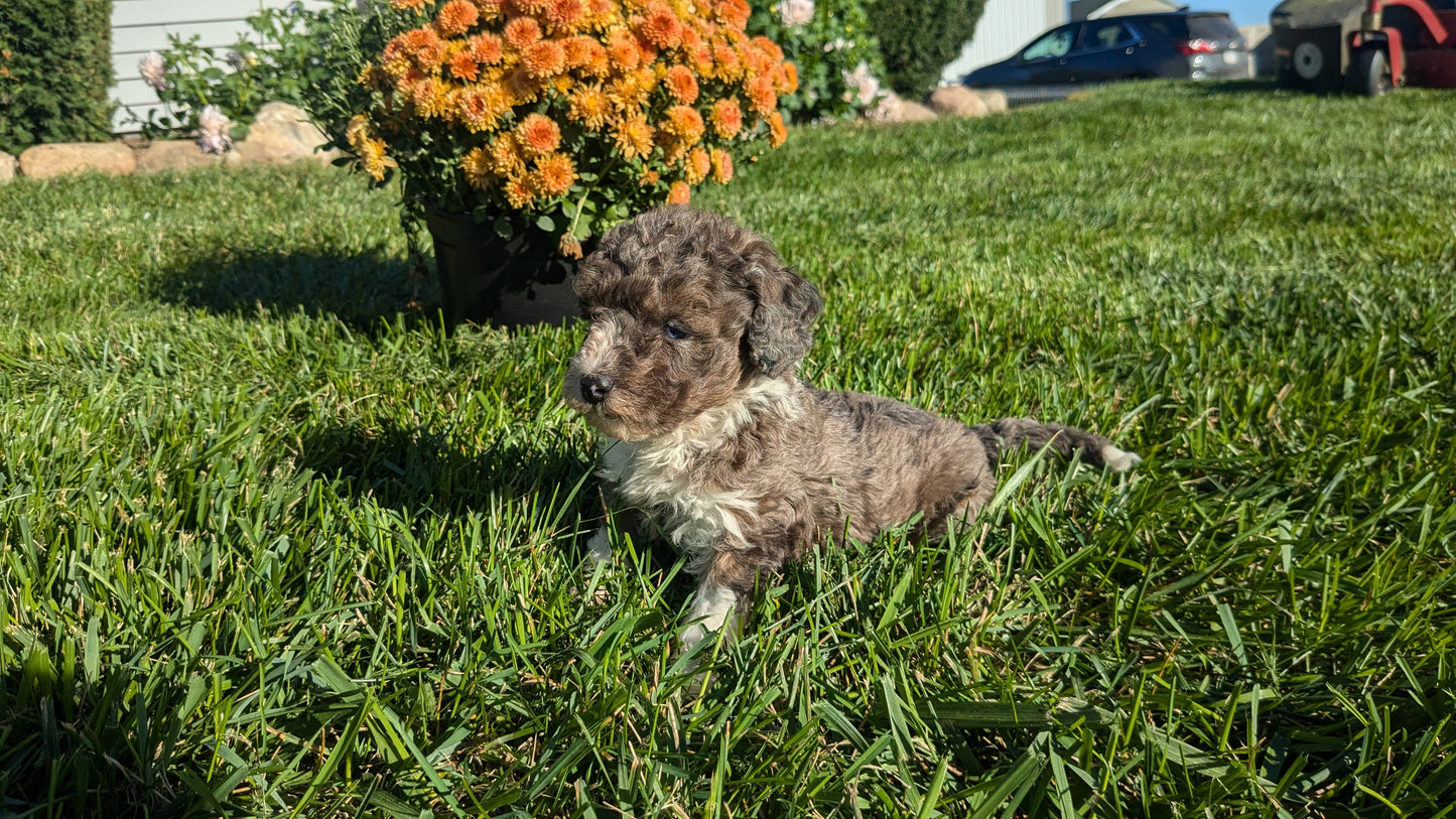 TOY POODLE (08/24) MALE