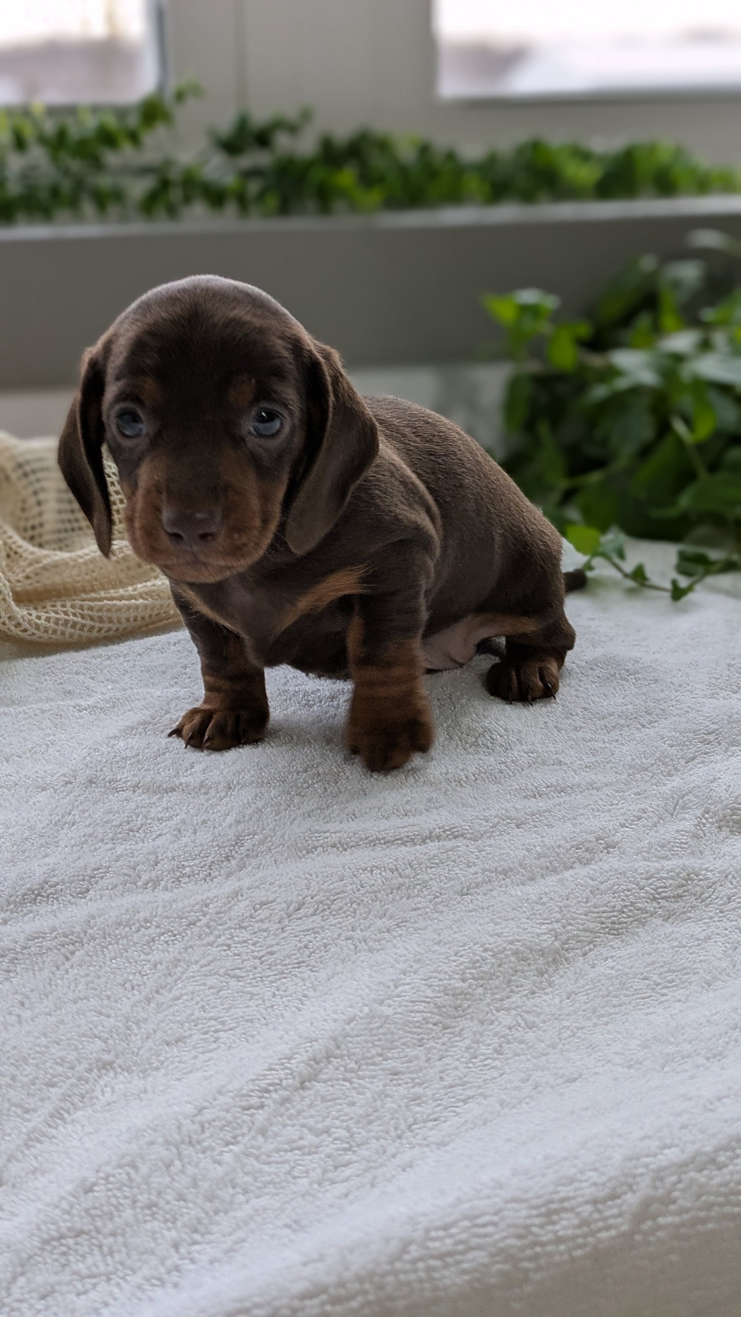 MINI DACHSHUND (01/27) MALE