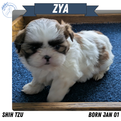 SHIH TZU (01/01) FEMALE