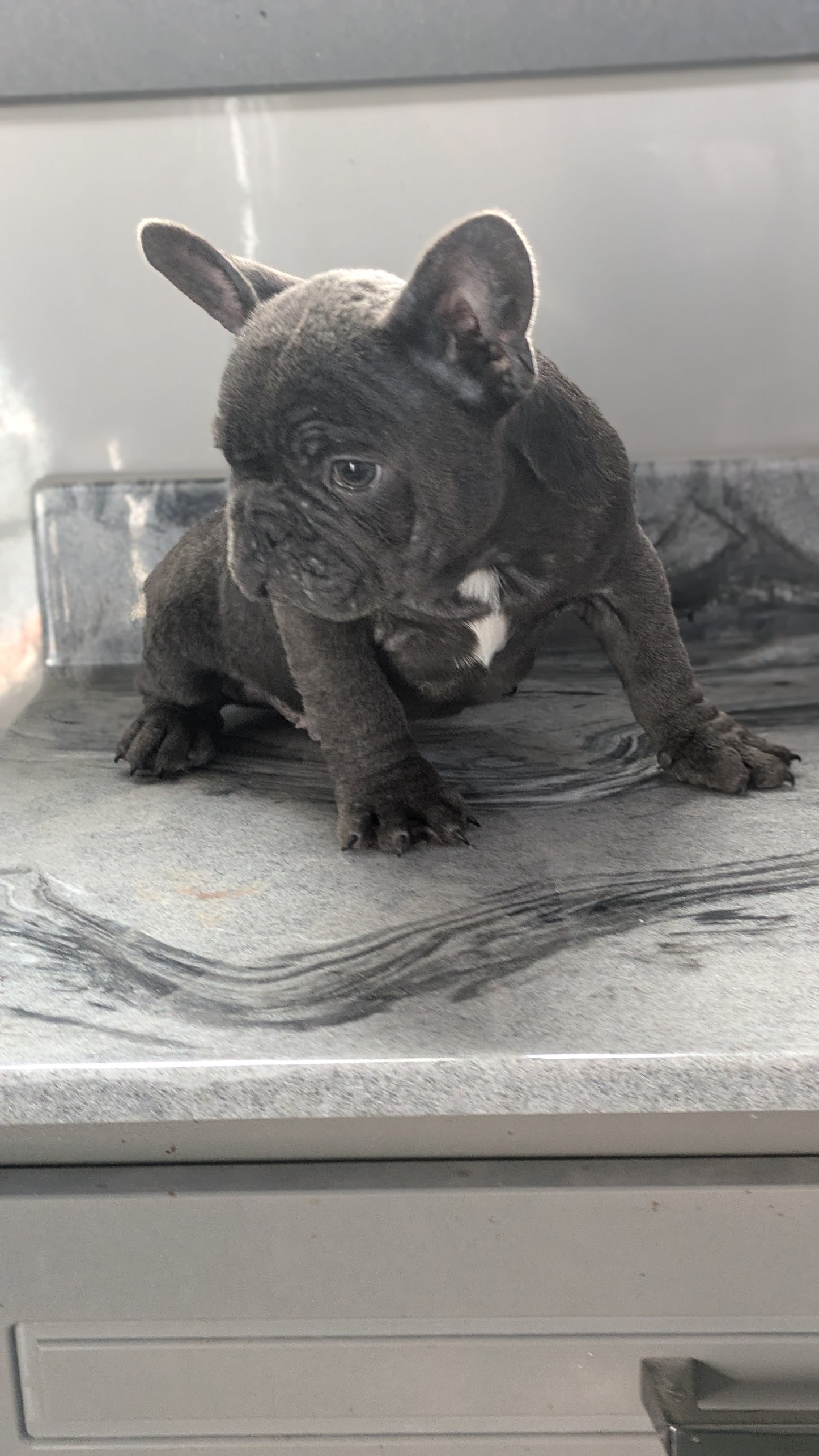 FRENCH BULLDOG (10/12) MALE