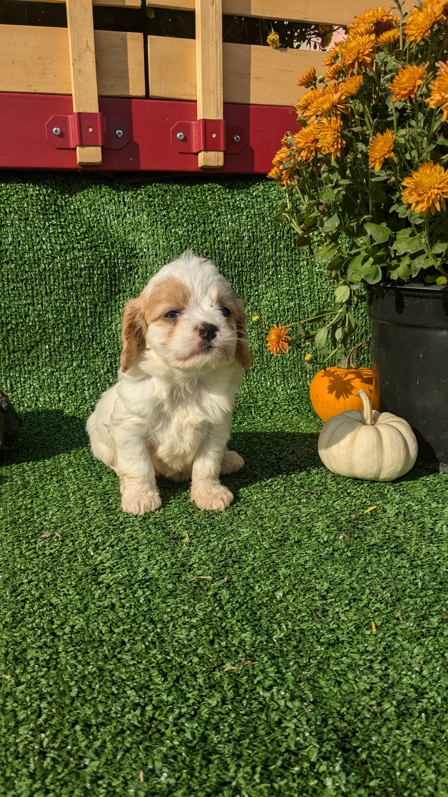 CAVAPOO (08/13) FEMALE