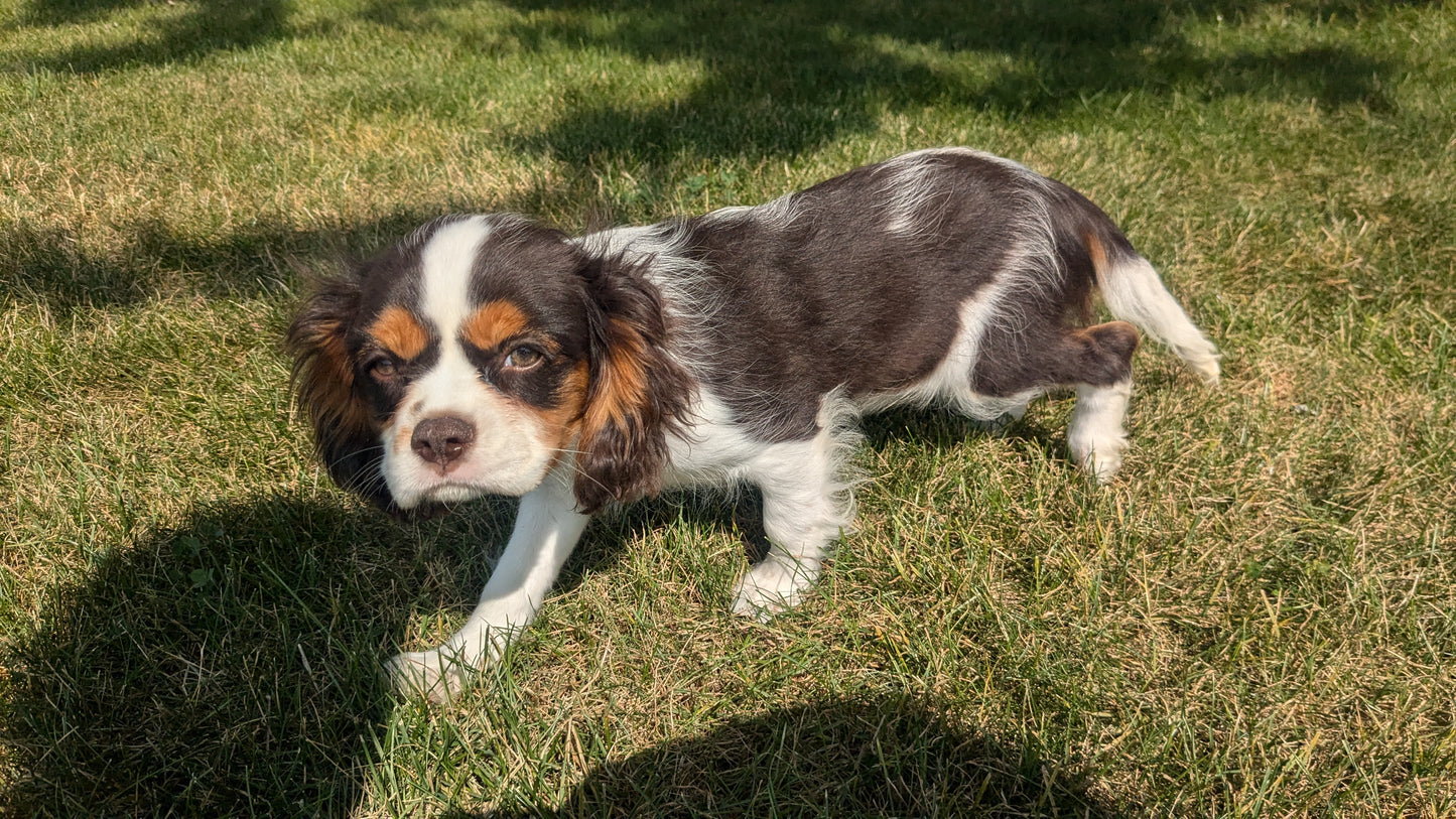 CAVALIER (05/17) MALE