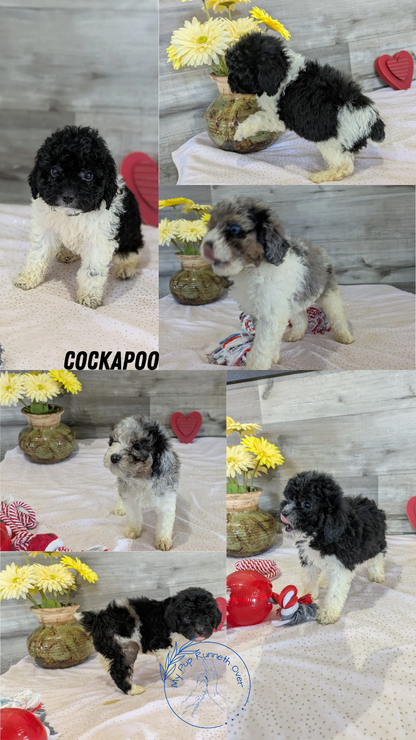 COCKAPOO (12/12) FEMALE