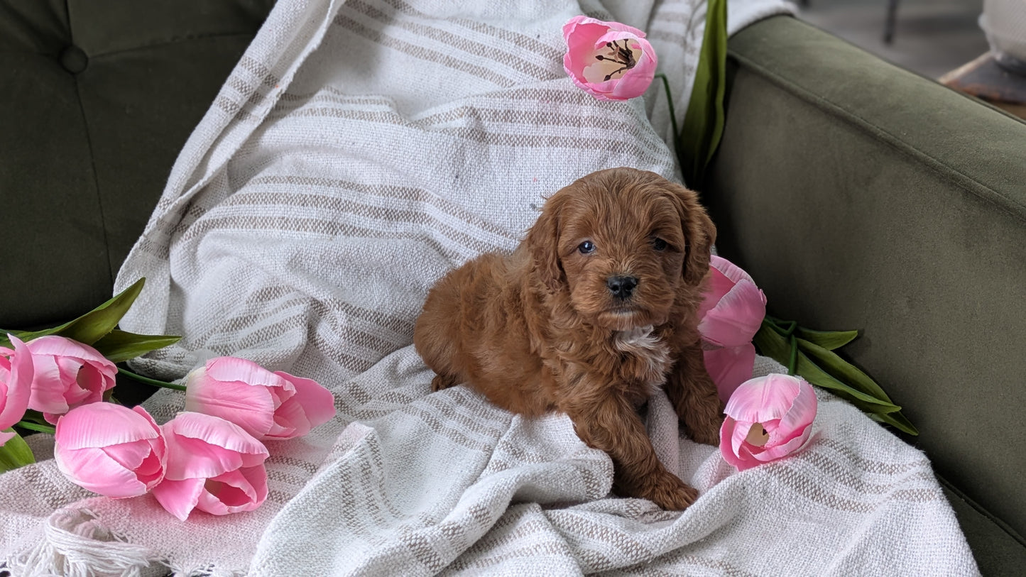 CAVAPOO (01/10) MALE