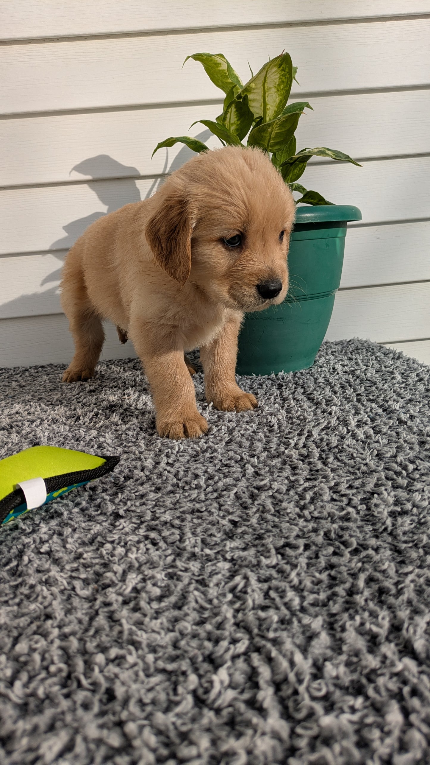 GOLDEN RETRIEVER (12/25) MALE