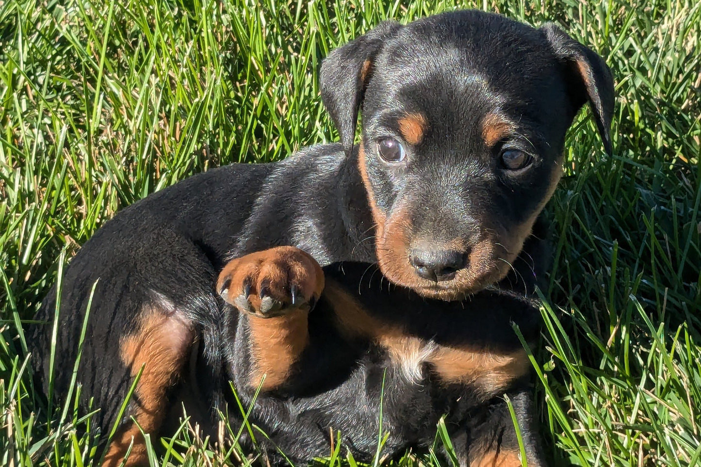 MINI PINSCHER (08/24) MALE