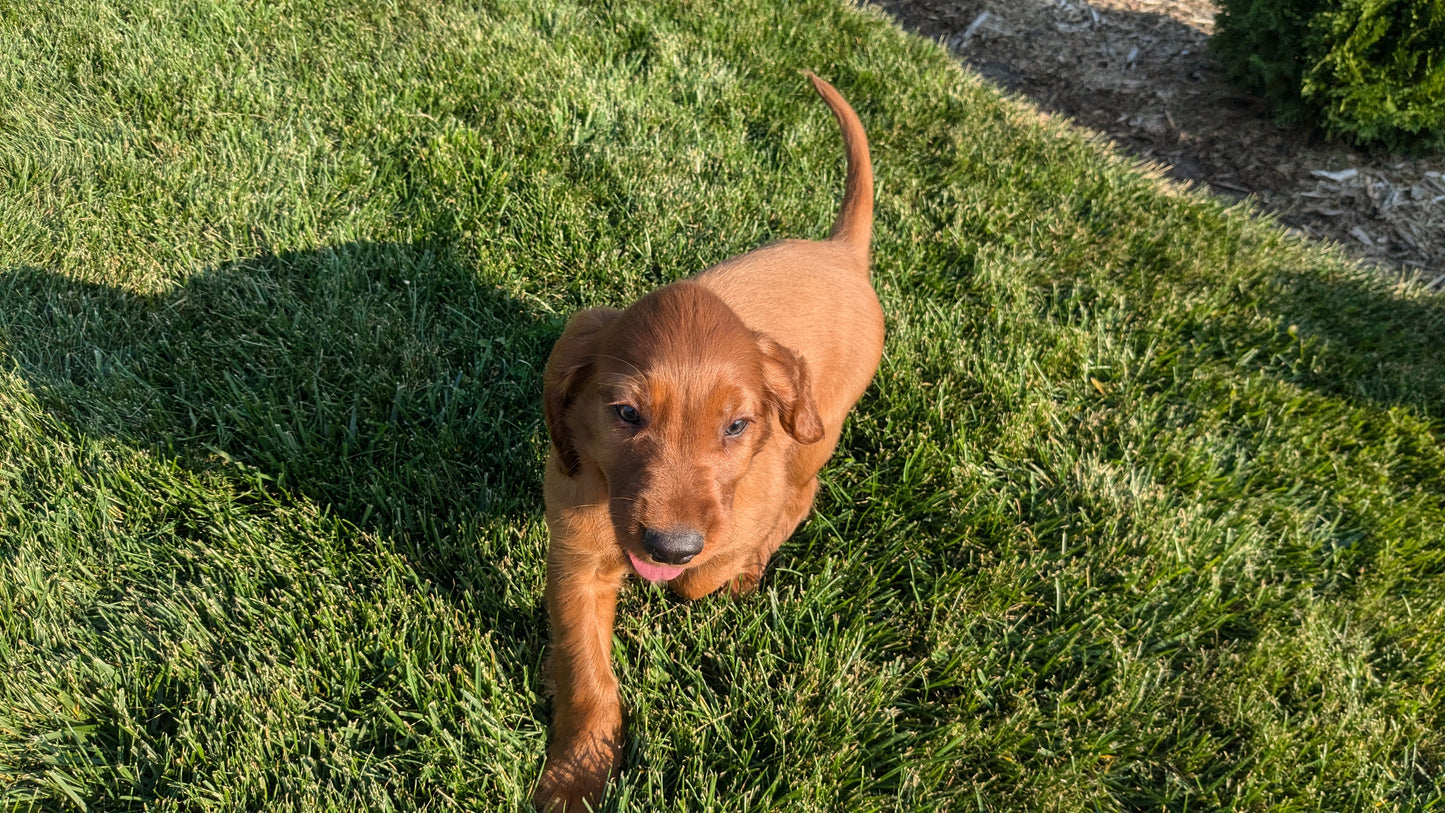 IRISH SETTER (07/20) MALE