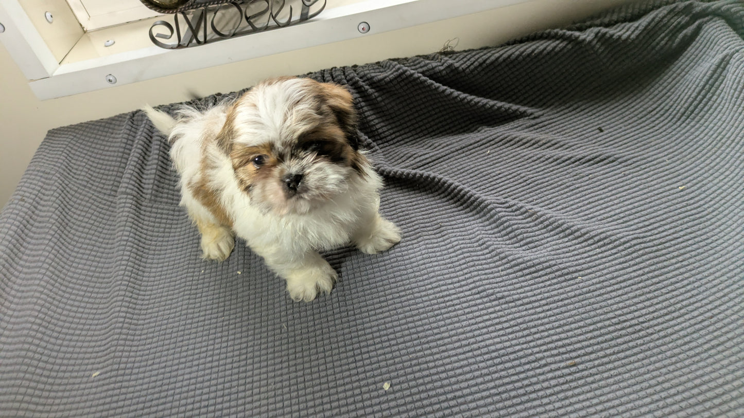 SHIH TZU (10/30) MALE