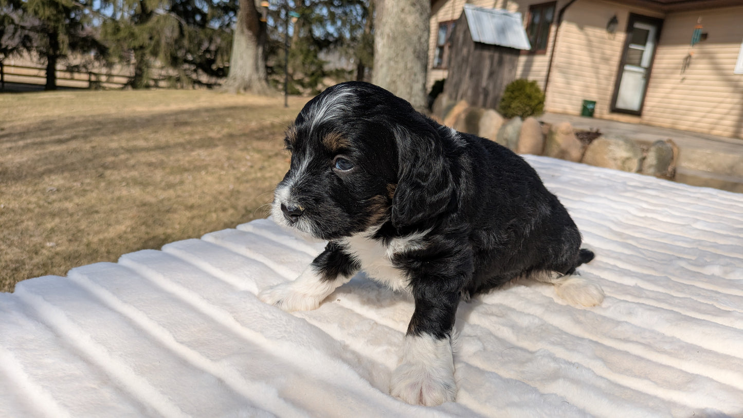 MINI BERNEDOODLE (02/03) FEMALE