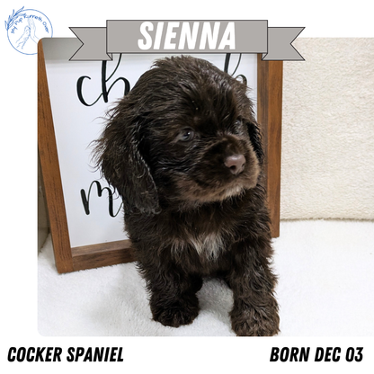 COCKER SPANIEL (12/03) FEMALE