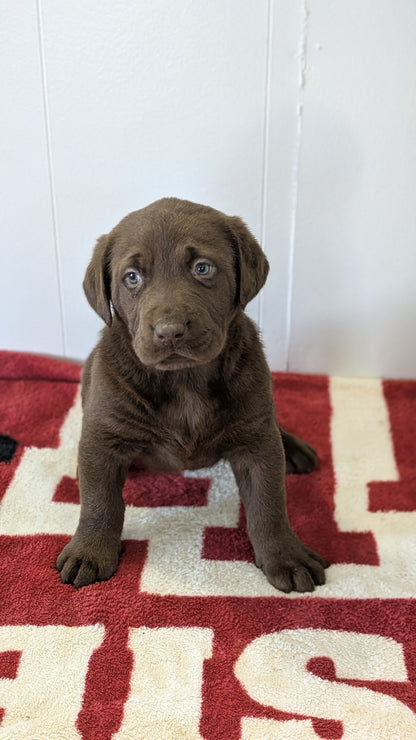 LABRADOR RETRIEVER (11/03) MALE