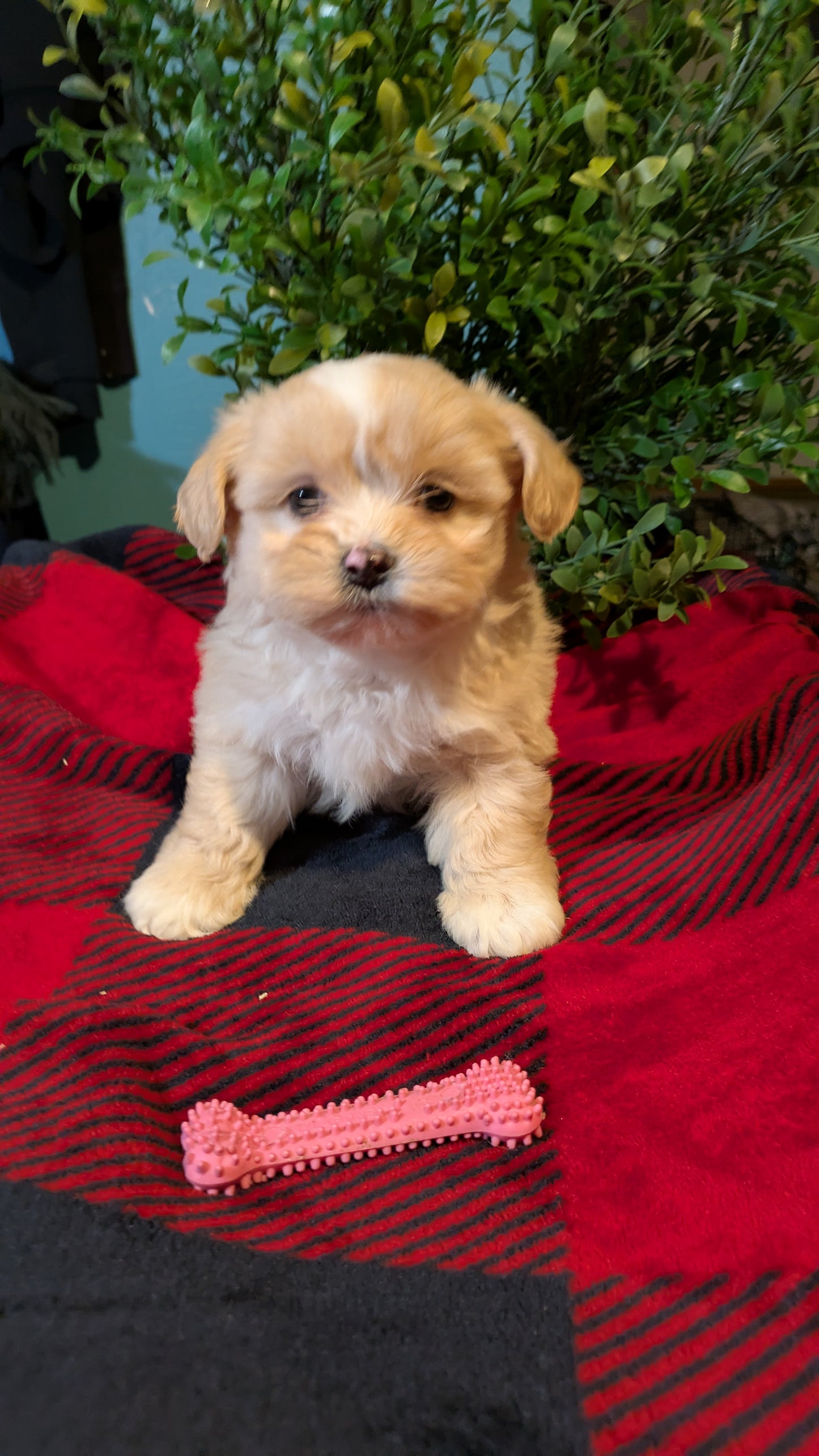 SHIHPOO (11/17) FEMALE