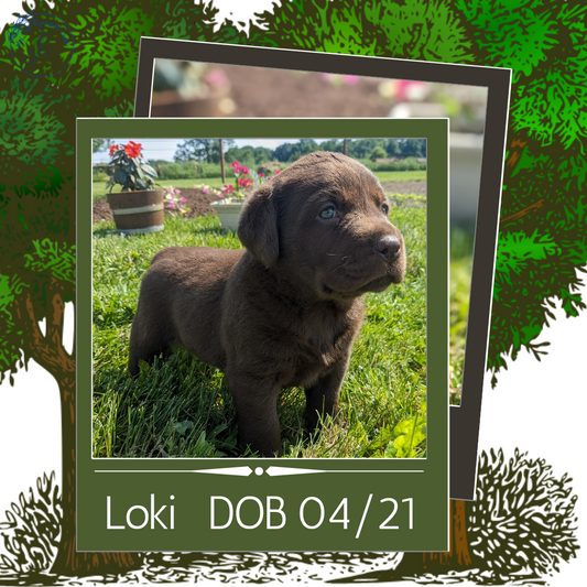 CHOCOLATE LAB (04/21) MALE