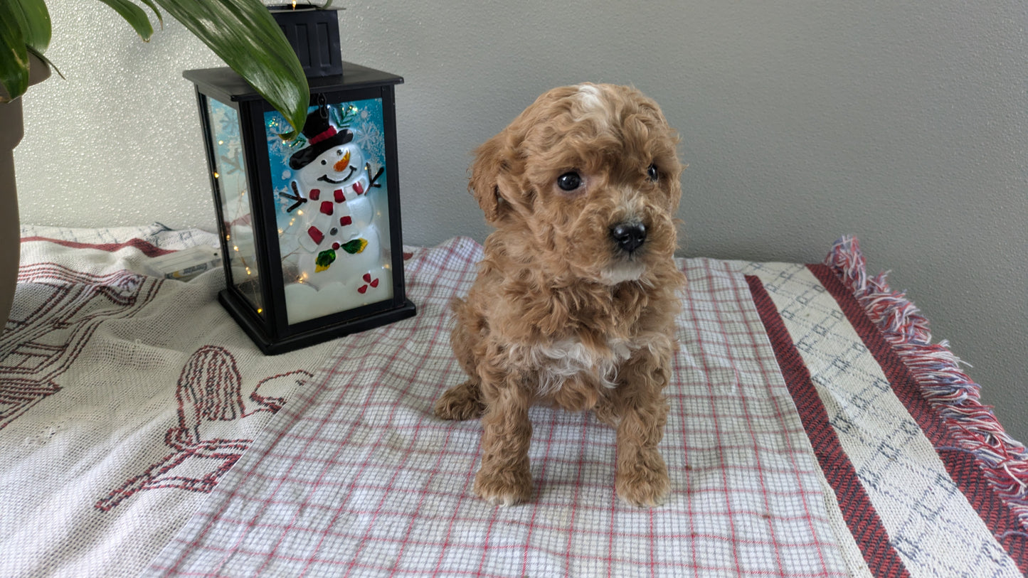 MINI GOLDENDOODLE (12/09) FEMALE