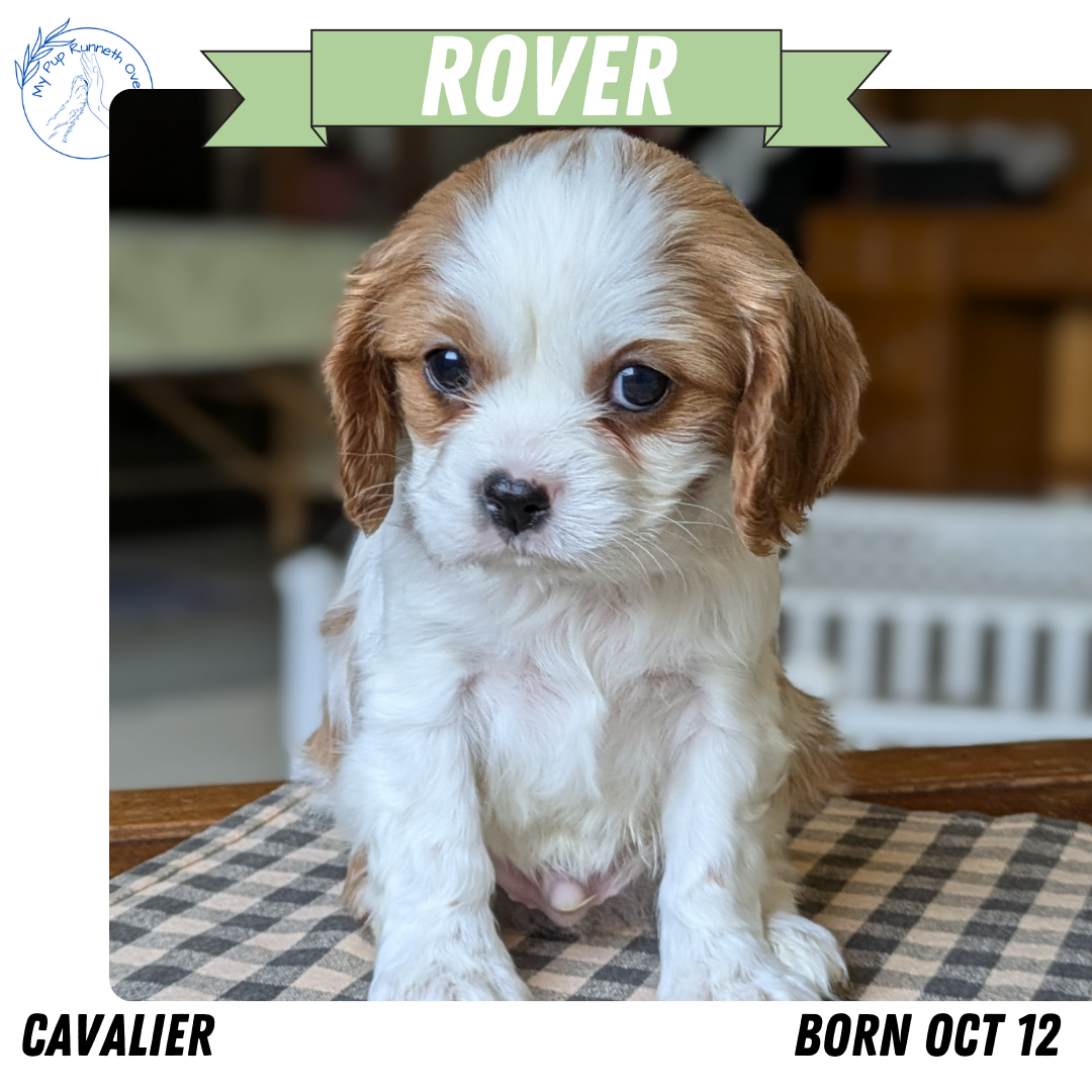 CAVALIER (12/26) MALE