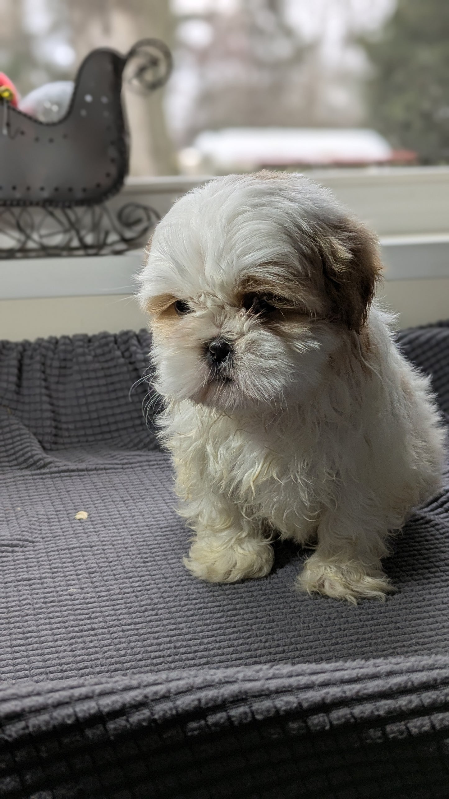 SHIH TZU (10/30) FEMALE