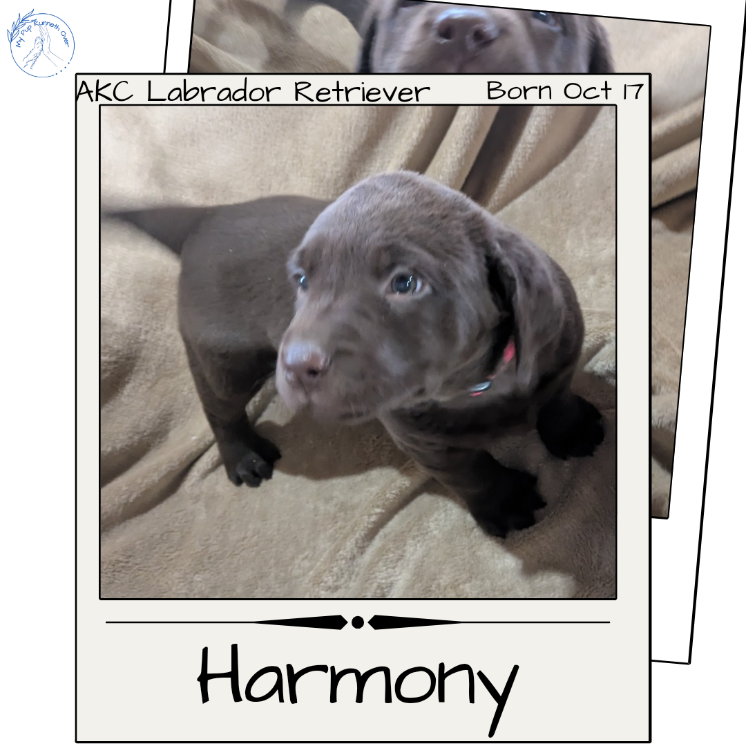 LABRADOR RETRIEVER (10/17) FEMALE