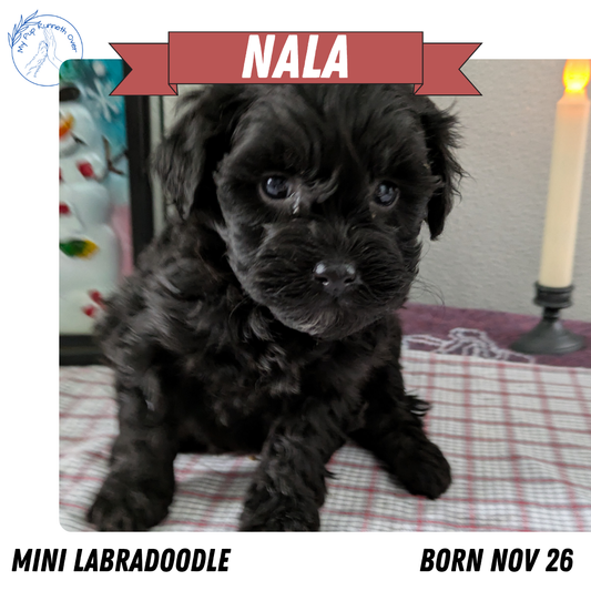 MINI LABRADOODLE (11/26) FEMALE