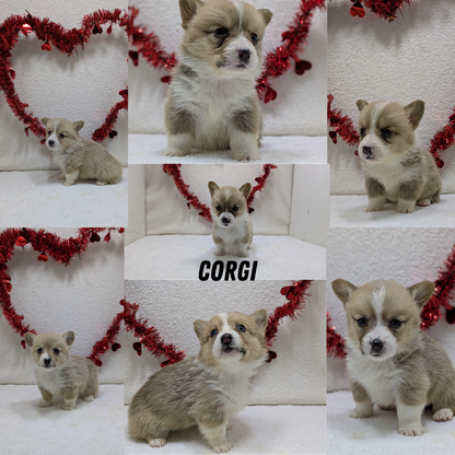 CORGI (12/19) FEMALE